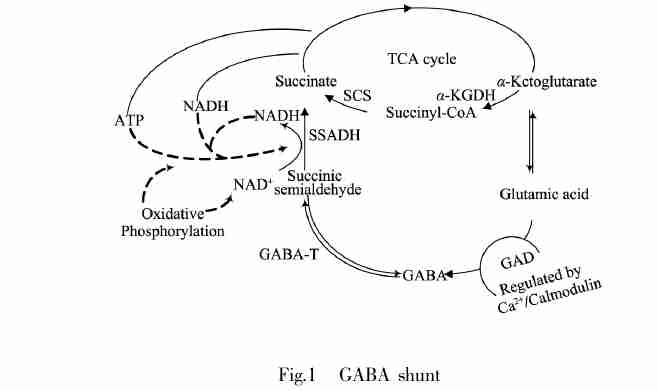 GABA factory