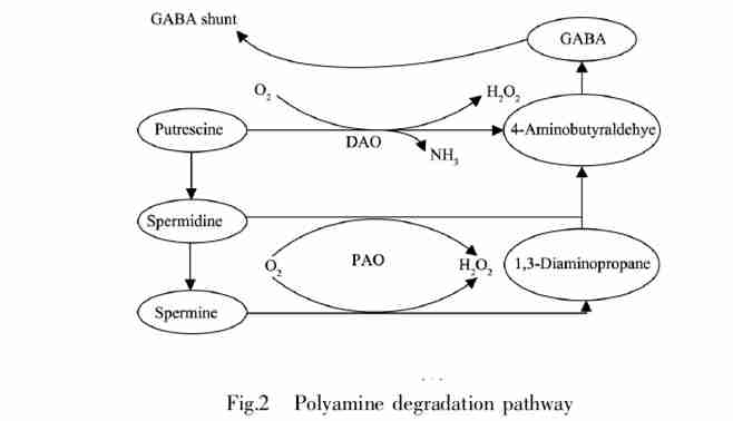 GABA suppliers