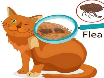 Fluralaner Online | Shaanxi BLOOM Tech Co., Ltd Fluralaner Online | Shaanxi BLOOM Tech Co., Ltd