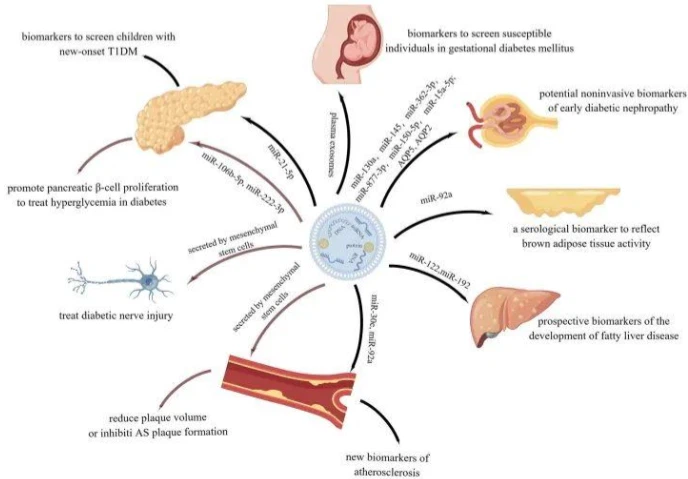 SLU-PP-332 Buy | Shaanxi BLOOM Tech Co., Lt SLU-PP-332 Buy | Shaanxi BLOOM Tech Co., Lt
