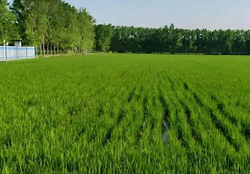 Xylenol Orange disodium salt -use | Shaanxi BLOOM Tech Co., Ltd Xylenol Orange disodium salt -use | Shaanxi BLOOM Tech Co., Ltd
